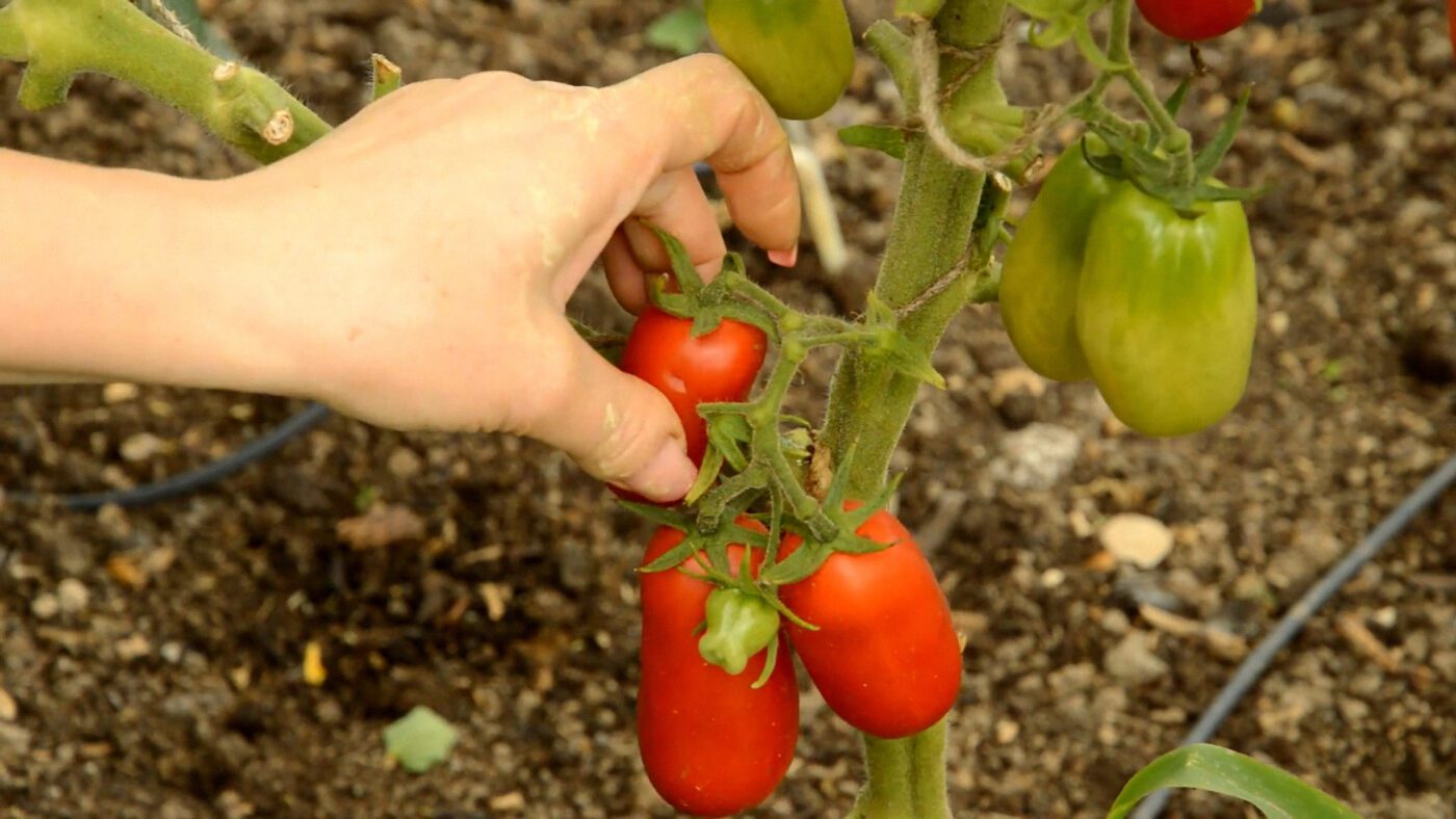 Городники назвали 2 найкращі сорти томатів: Сан Марцано