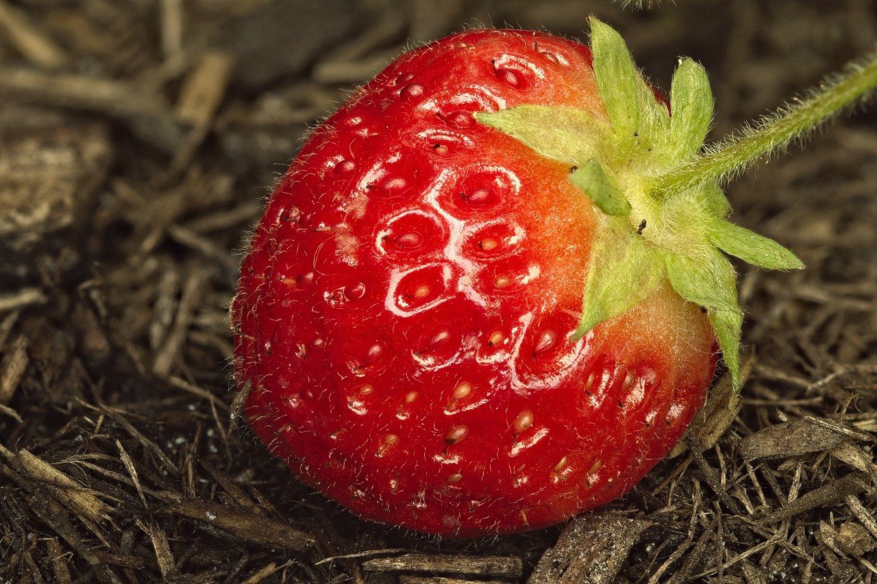 Експерти розповіли, як найкраще підживити полуницю в осінній період – корисні поради