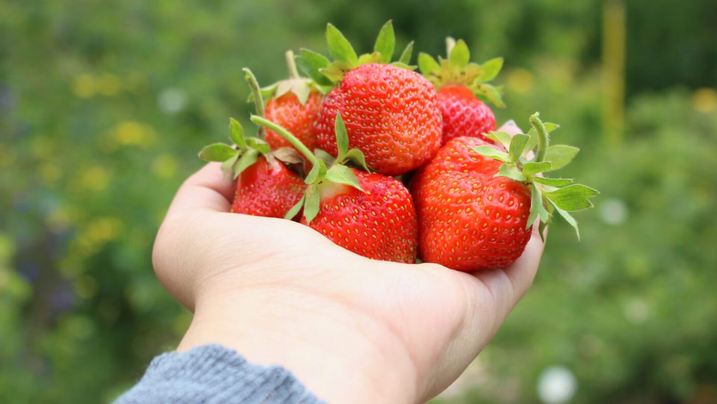 Фермери пояснили, як покращити родючість полуниці навіть без підживлення