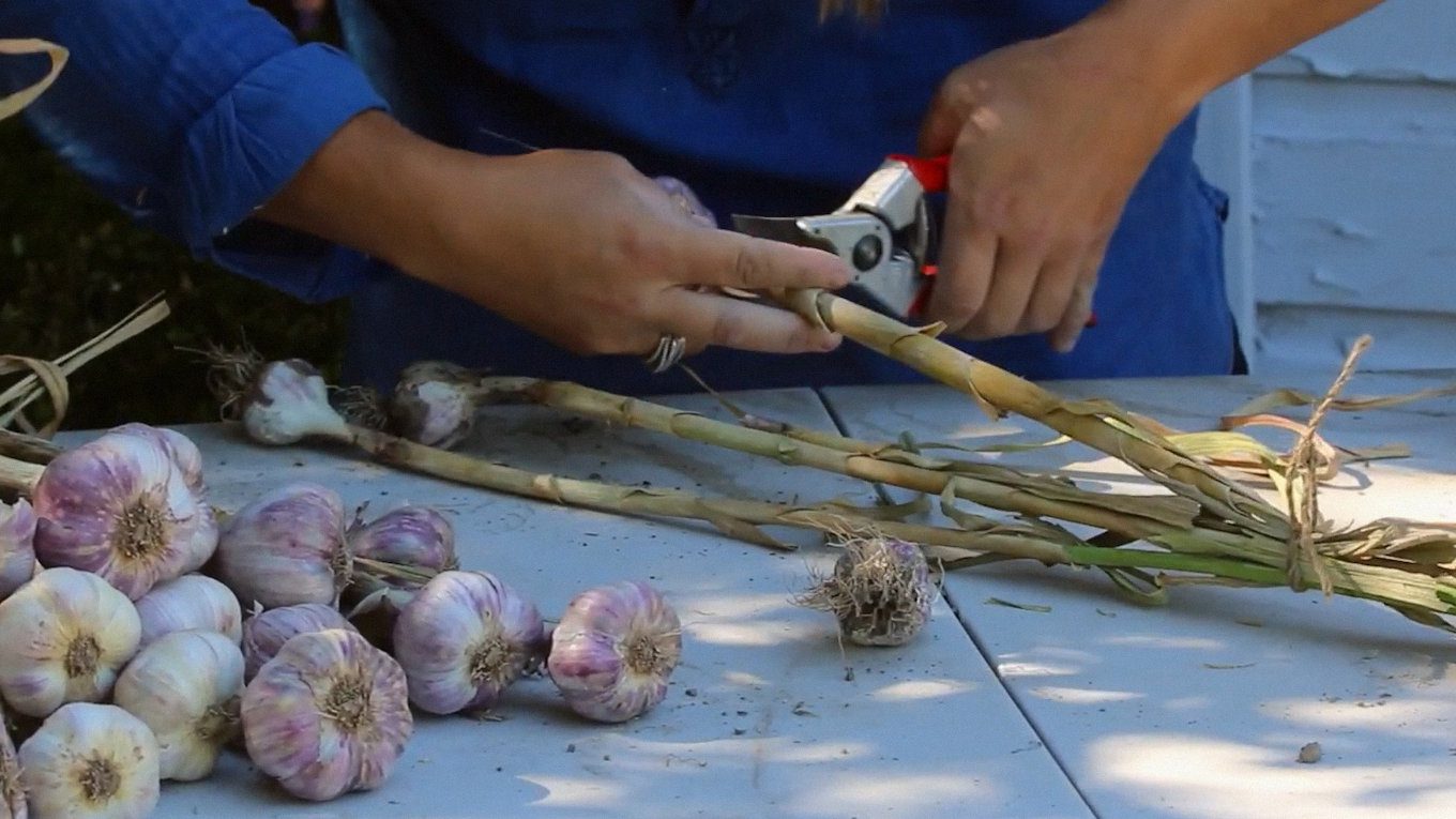 Городниця показала, як підготувати часник до тривалого зберігання