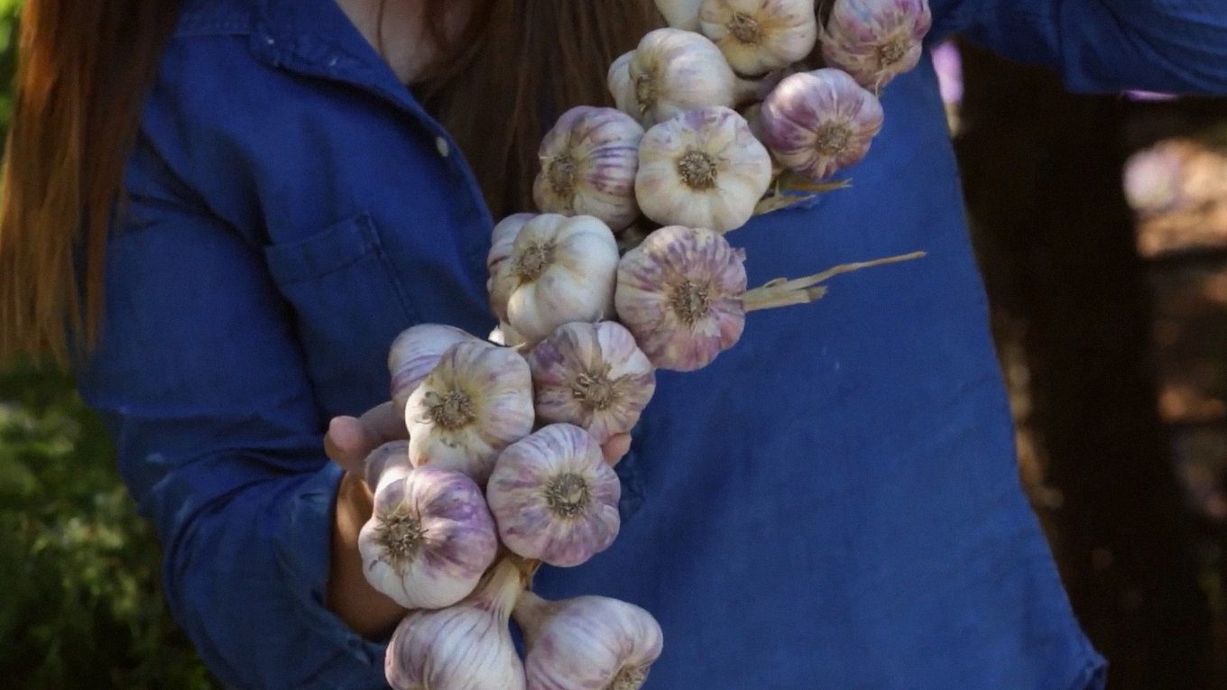 Зберігання в косах дуже зручне та дозволяє контролювати весь врожай