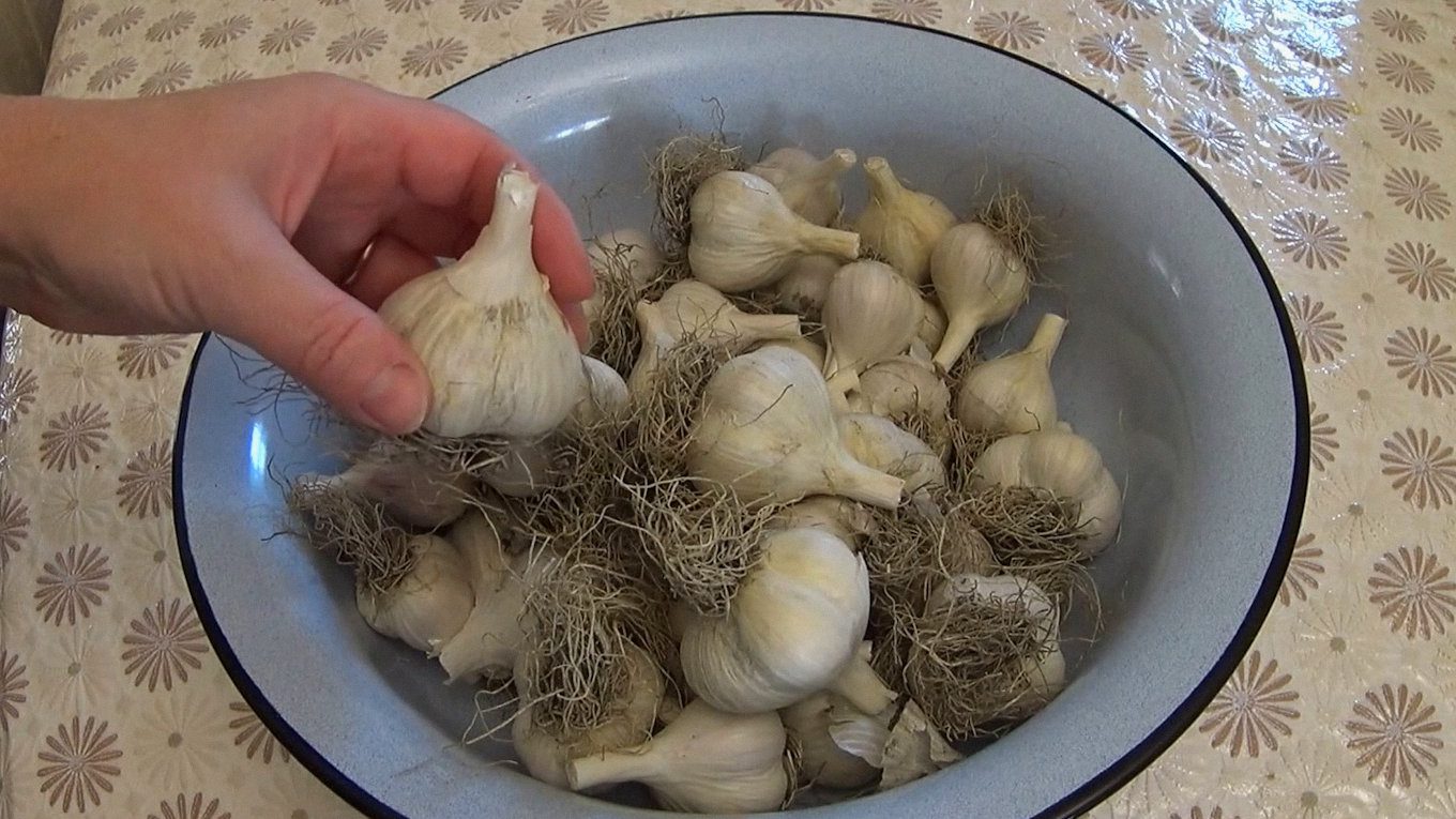 Домогосподарки розповіли, як продовжити зберігання часнику на кілька місяців