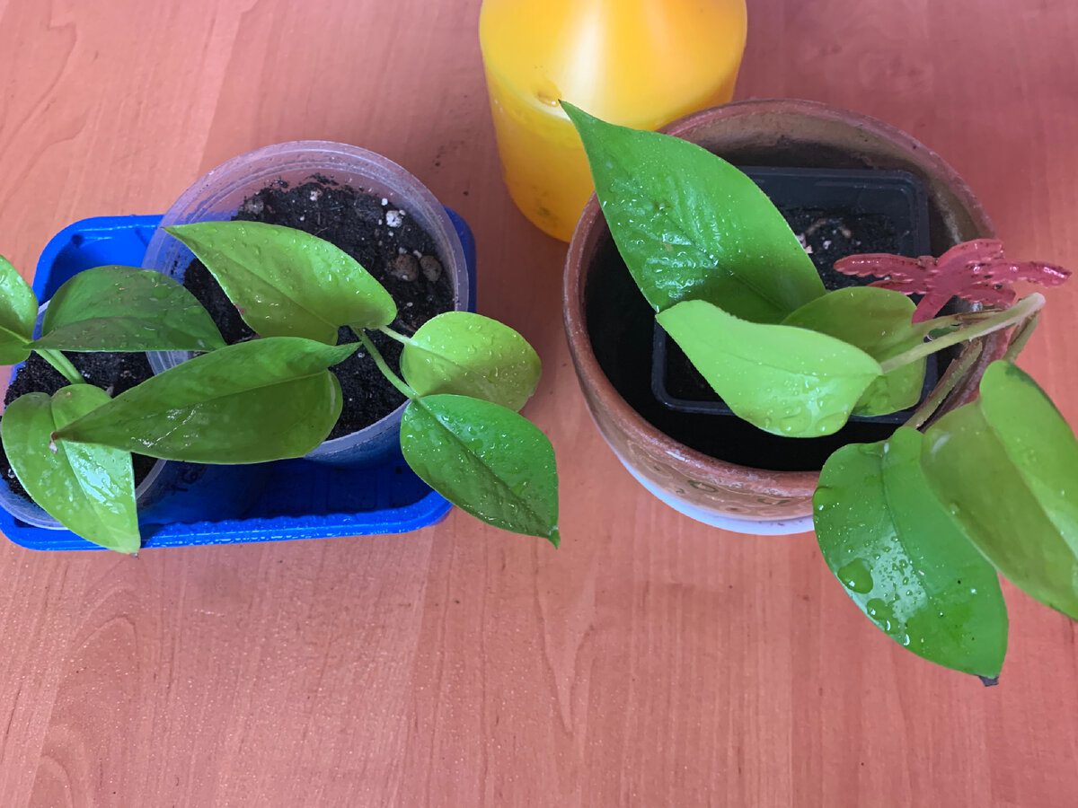 Садівники розповіли, як просто та швидко відновити цвітіння кімнатних рослин в домашніх умовах