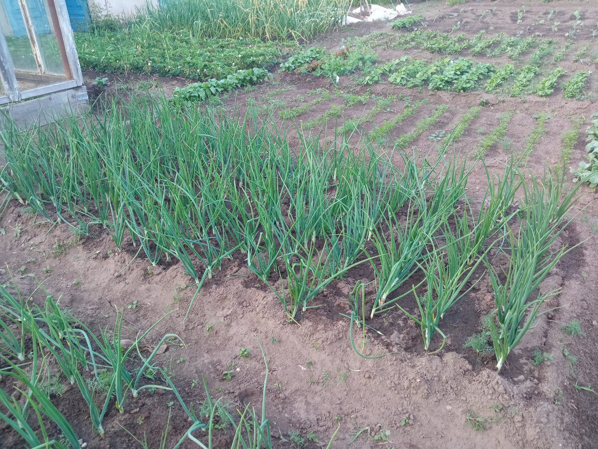 Експерти порадили найкраще добриво для підживлення озимої цибулі – корисні поради