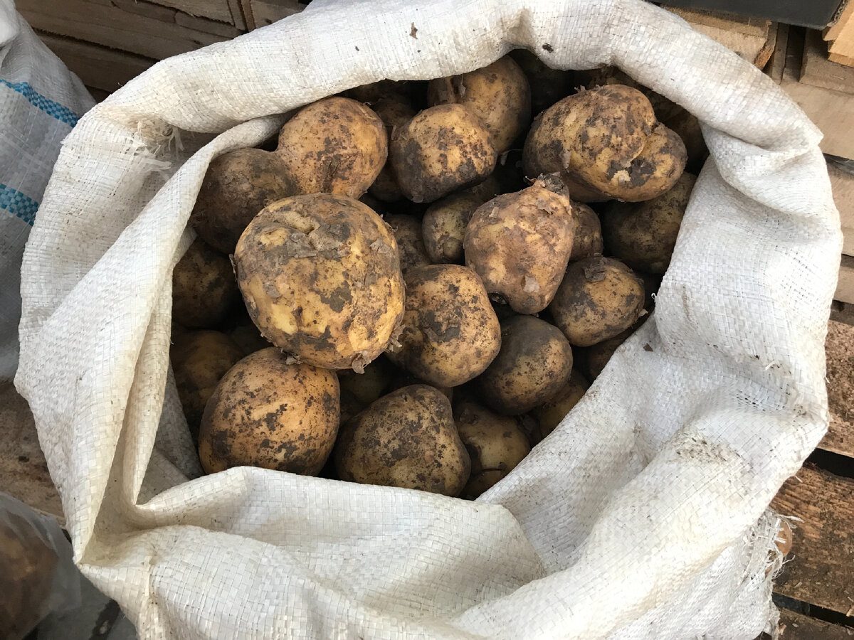 Експерти розповіли, як правильно зберігати врожай картоплі, аби вона довго не псувалась
