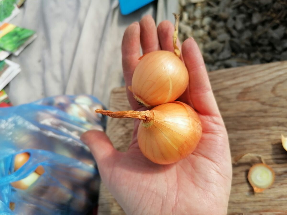 Експерти пояснили, яка проста маніпуляція допоможе збільшити врожай зеленої цибулі