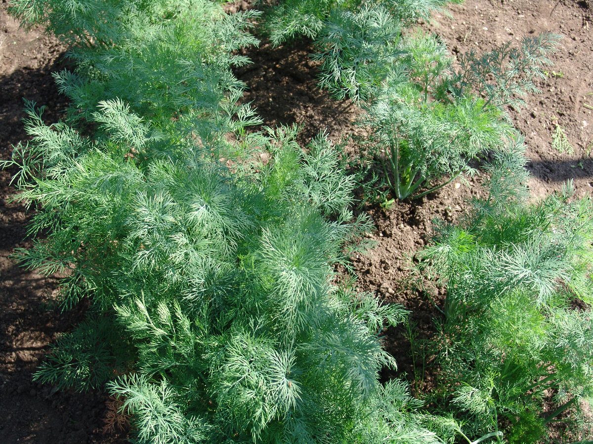 Експерти пояснили, як сіяти кріп восени для раннього та смачного врожаю навесні – порада