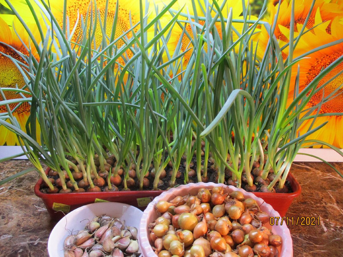 Експерти пояснили, яка проста маніпуляція допоможе збільшити врожай зеленої цибулі