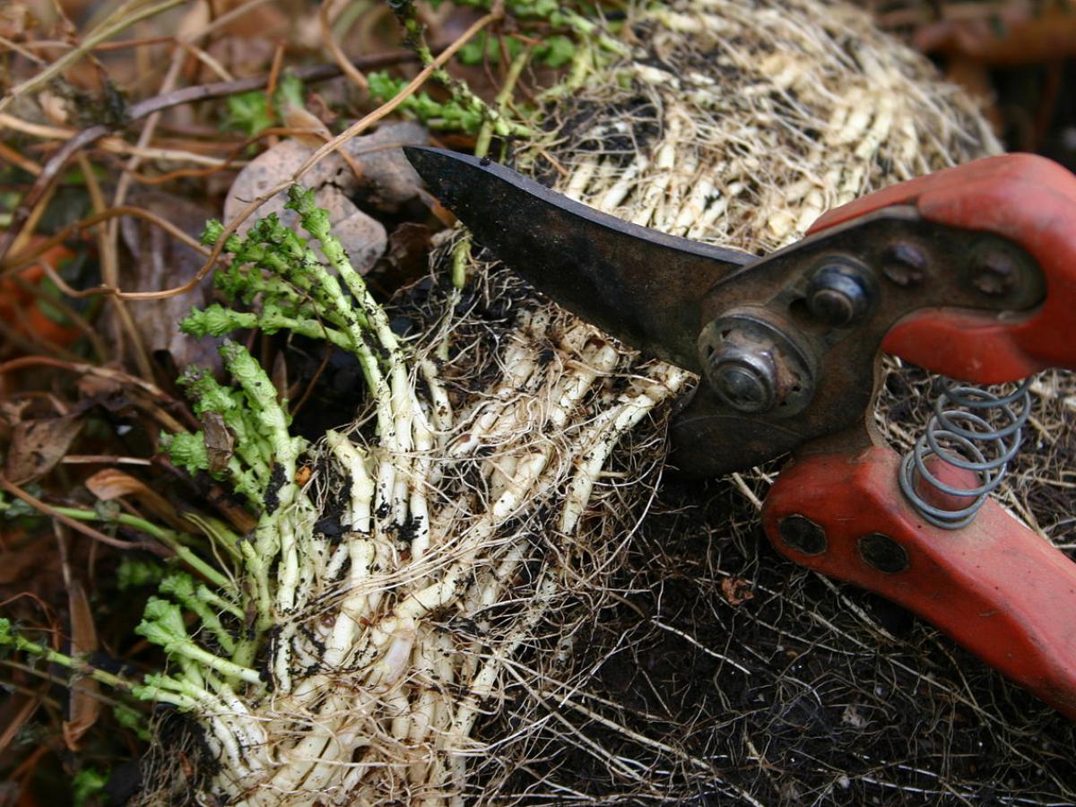 Експерти порадили спосіб швидко та без клопоту заточити садовий секатор для обрізки рослин