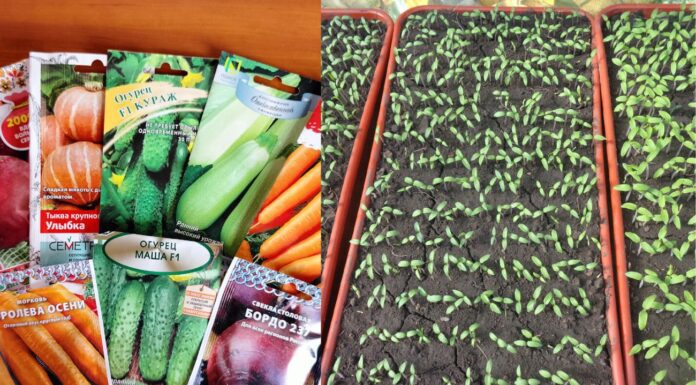 Городники підказали, коли найкраще садити насіння на розсаду
