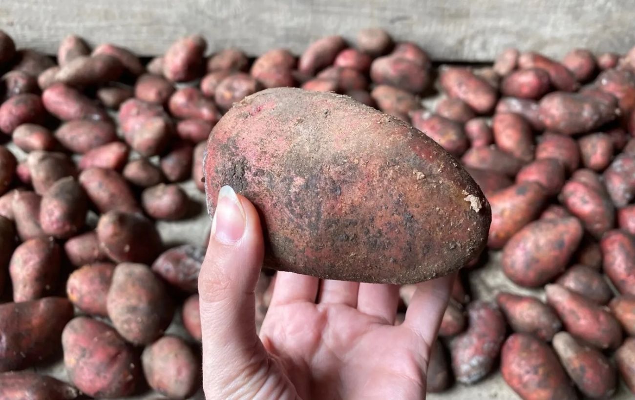 Три сорти картоплі, що дають великий урожай Три сорти картоплі, що дають великий урожай