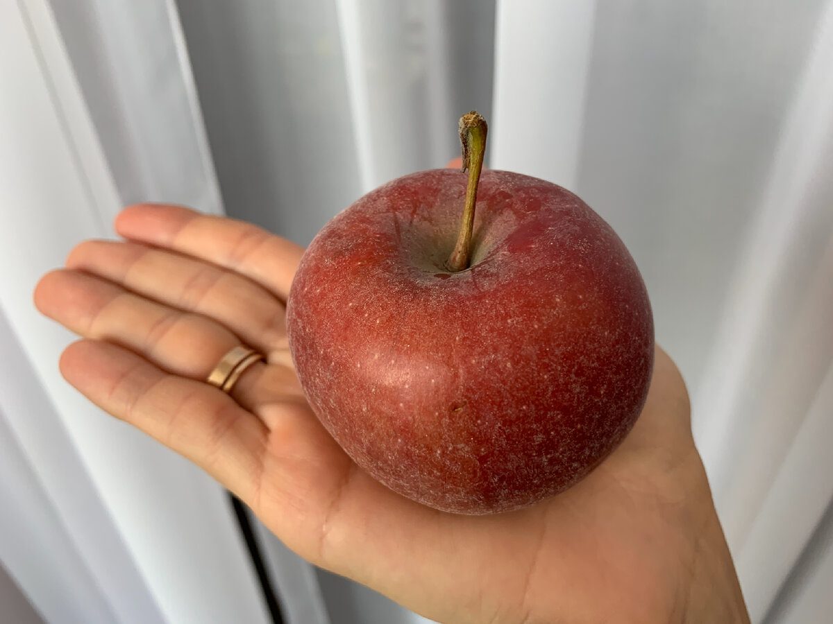 Експерти пояснили, як правильно доглядати за почорнілими яблунями