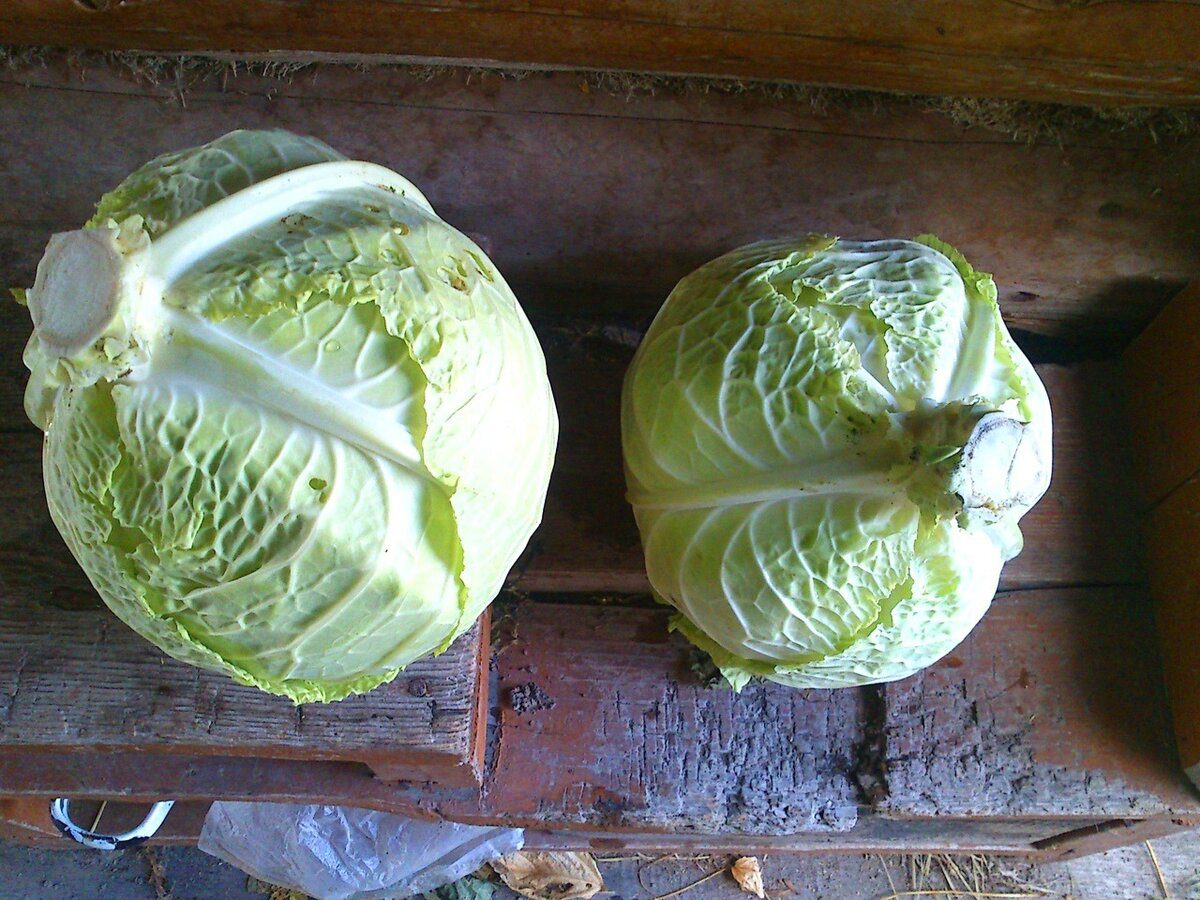 Експерти пояснили, як зберігати капусту взимку, аби вона не псувалась і залишалась свіжою