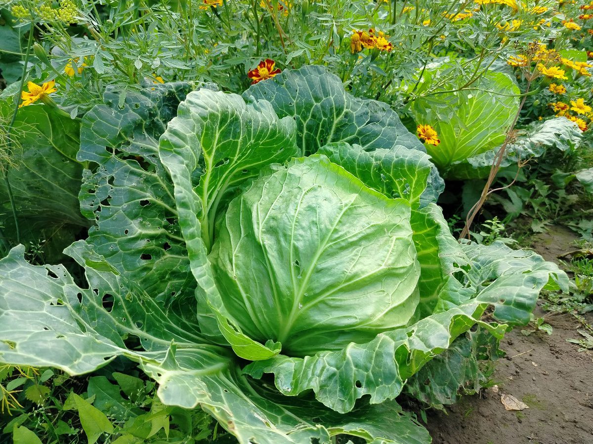 Експерти пояснили, як зберігати капусту взимку, аби вона не псувалась і залишалась свіжою