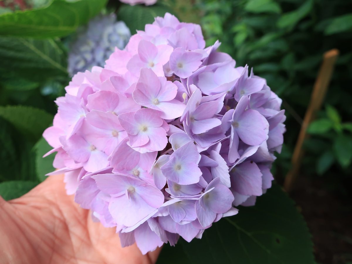 Садівники порадили найкраще добриво для підживлення гортензії для тривалого цвітіння