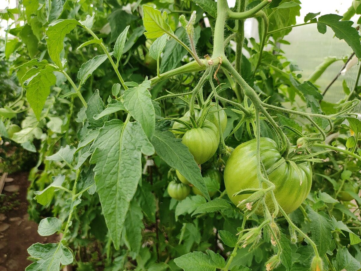Експерти розповіли, який сорт томатів найкраще підходить для вирощування на власній грядці