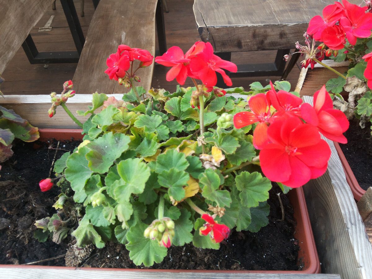 Експерти пояснили, як правильно доглядати за квітами, аби вони не зупинялись у цвітінні