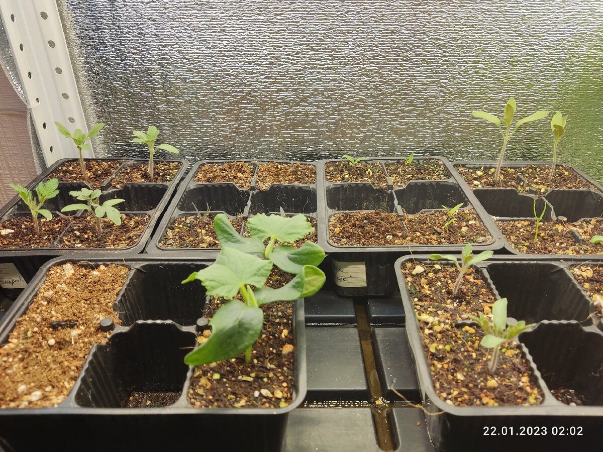 Експерти пояснили, як правильно готувати субстрат для вирощування міцної розсади