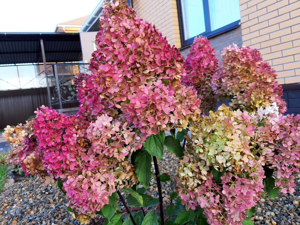 Садівники порадили найкраще добриво для підживлення гортензії для тривалого цвітіння