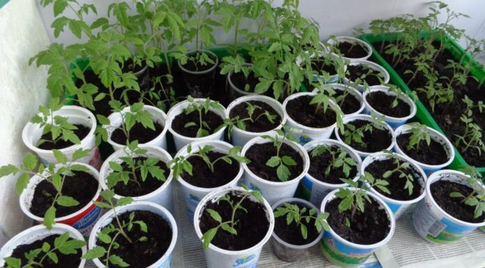 Змішую “чистий” ґрунт з 1 добавкою – і субстрат для розсади готовий: саджанці ростуть на очах Городники показали, як підживити розсаду для гарного врожаю