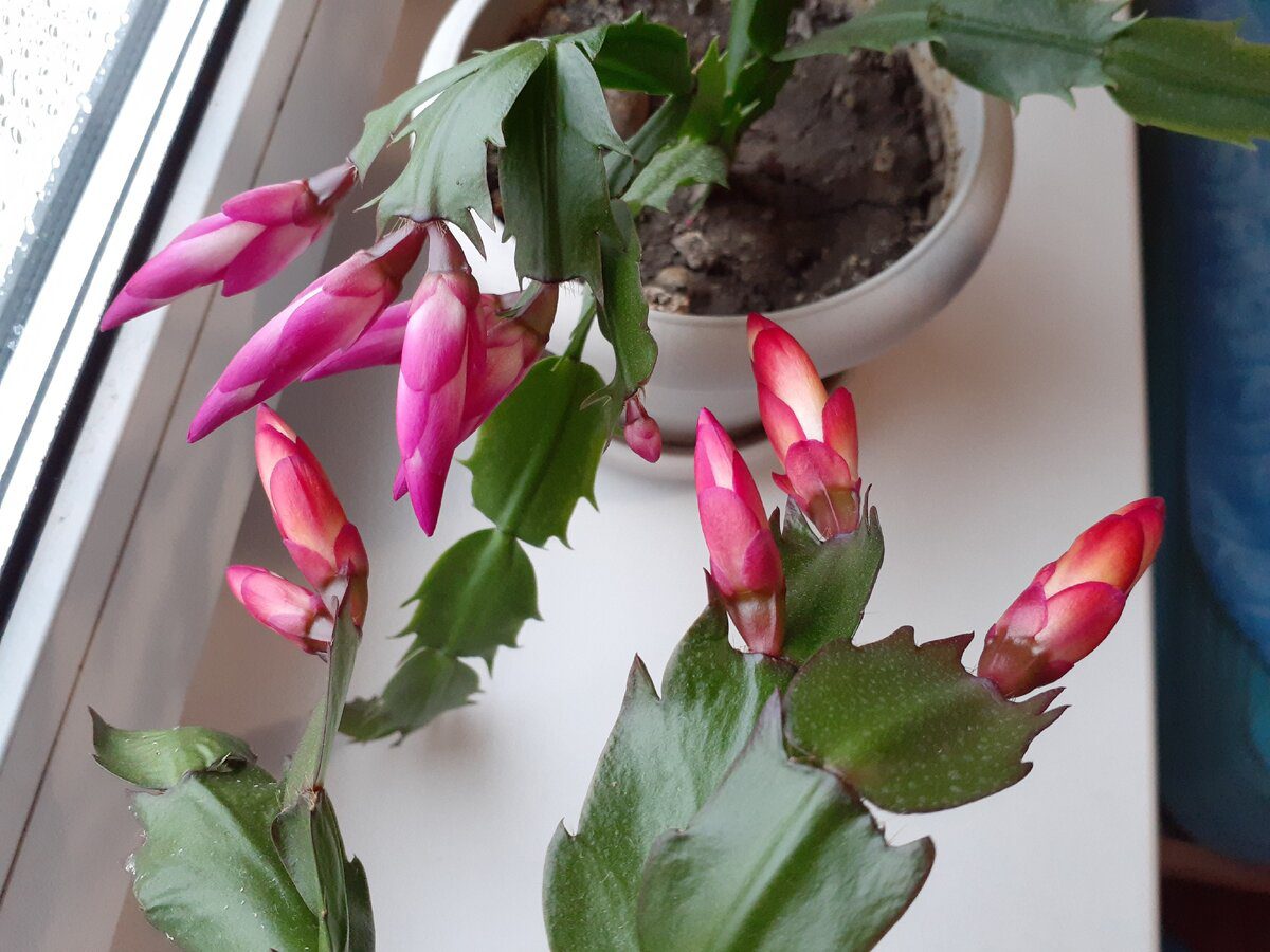 Садівники розповіли, як покращити цвітіння декабриста за допомогою простого підживлення