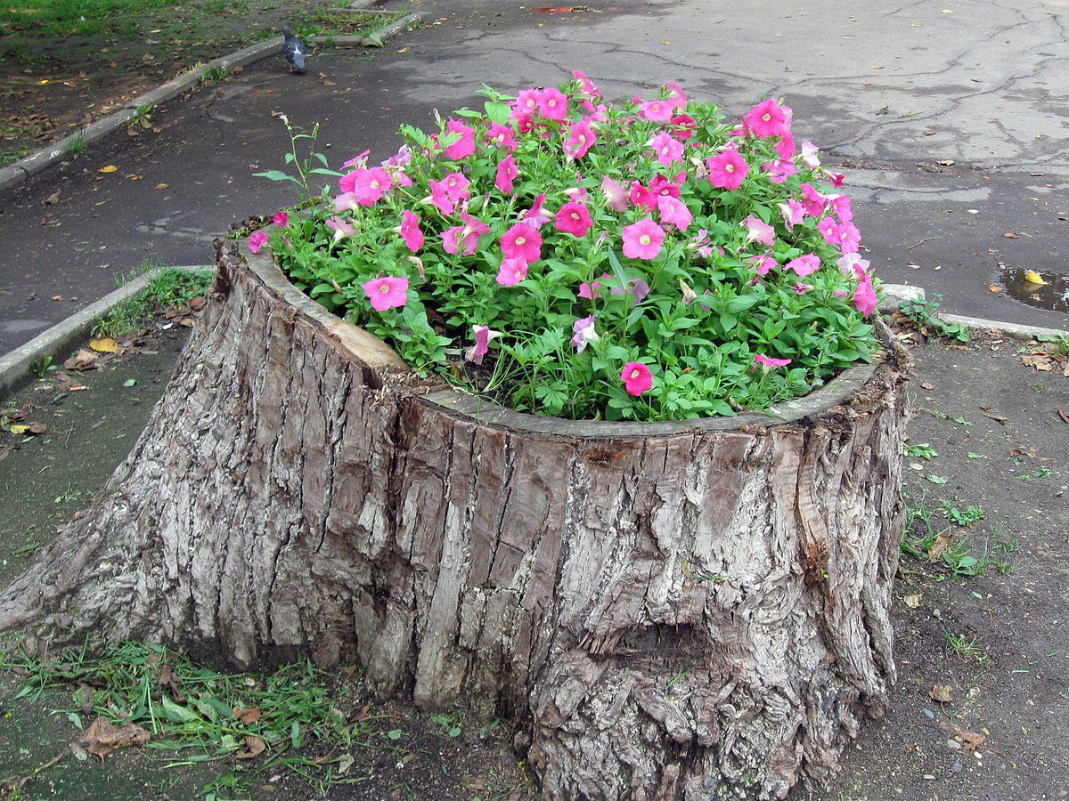 Експерти пояснили, як можна дати старому пеньку друге життя та що для цього потрібно