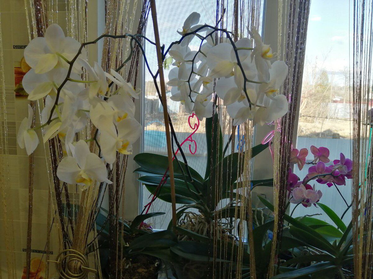 Експерти порадили підживлення для тривалого цвітіння орхідеї та красивих бутонів – рецепт