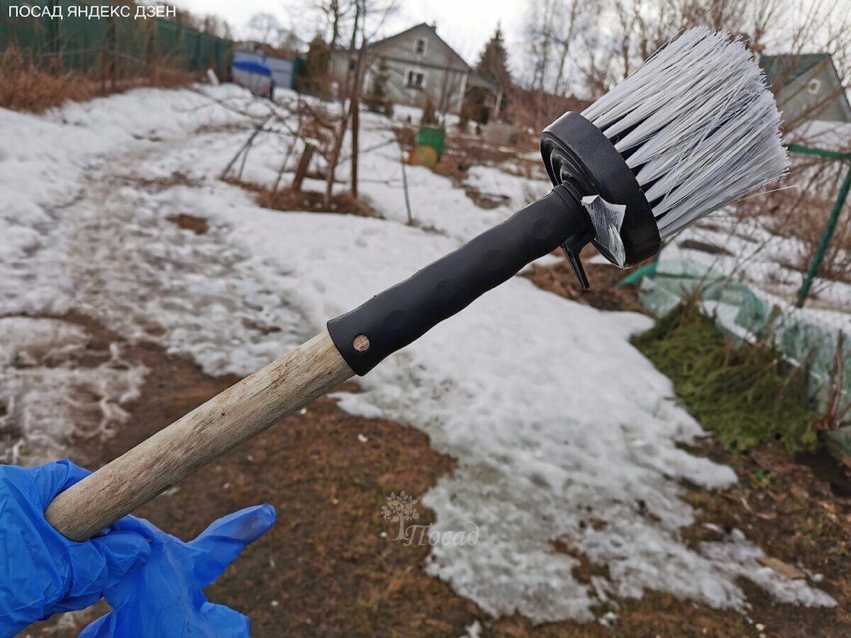 Садівники пояснили, яка є альтернатива для побілки дерев – корисні поради та варіанти захисту