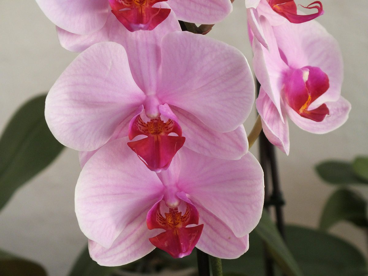 Садівники порадили, яке добриво дати орхідеї для пишного й тривалого цвітіння – корисні поради