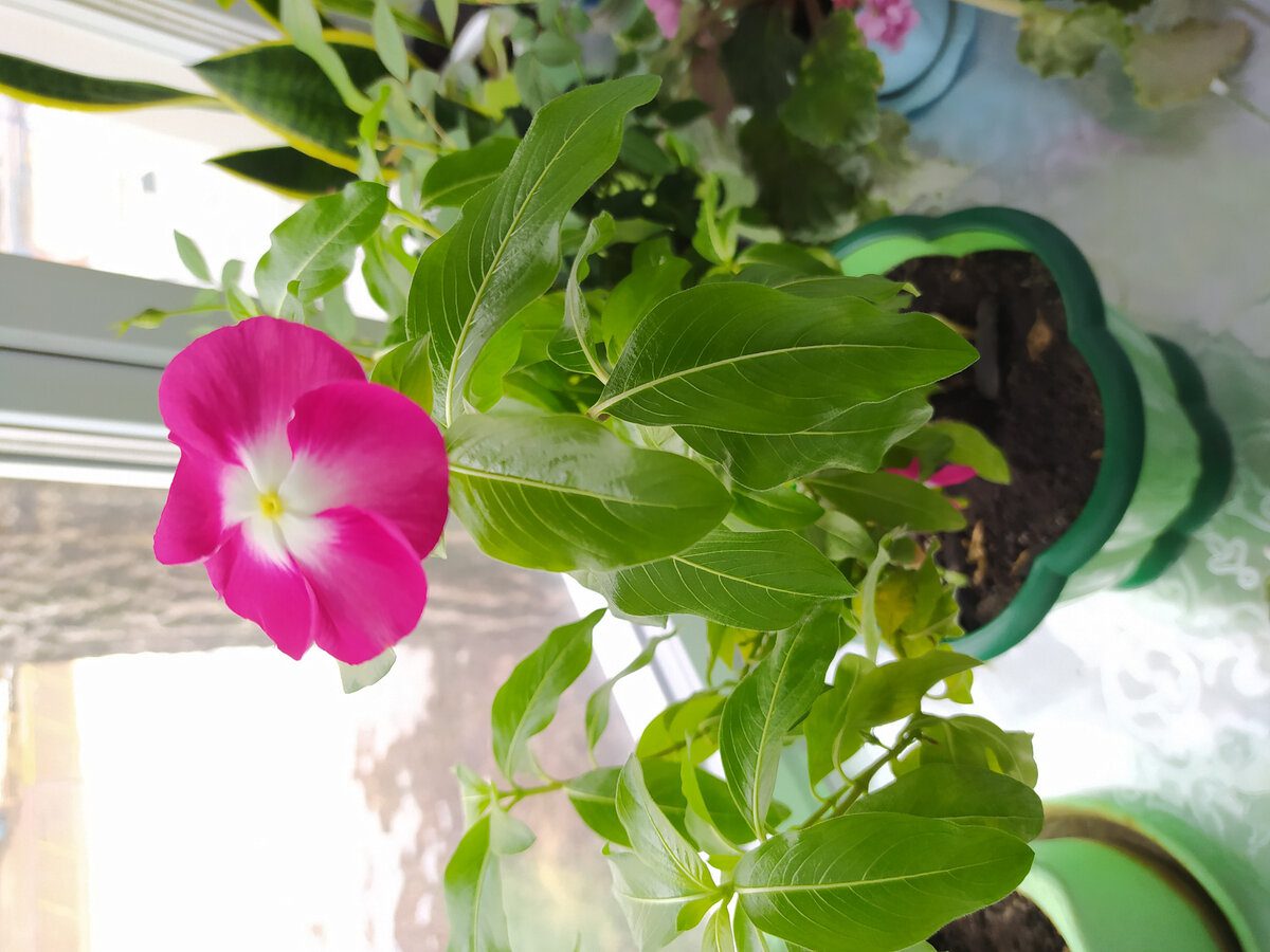 Садівники розповіли, як просто та швидко відновити цвітіння кімнатних рослин в домашніх умовах