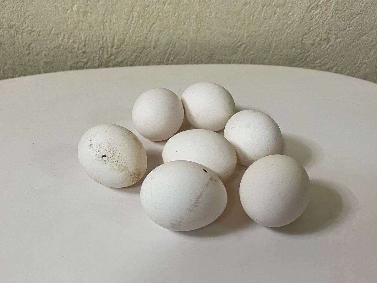 Експерти пояснили, як правильно варити курячі яйця, аби потім вони легко чистились і були смачні