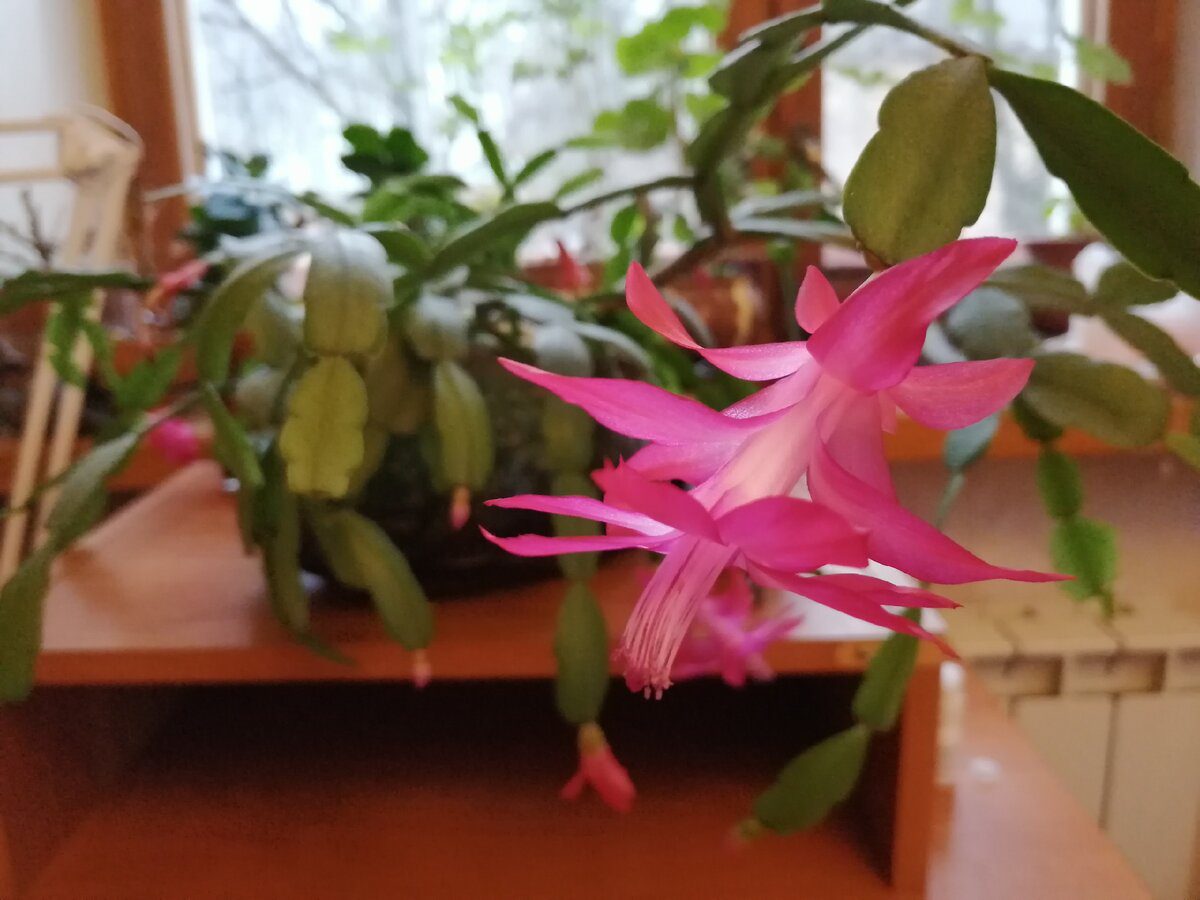 Що робити з Різдвяником, аби він зацвів за декілька днів