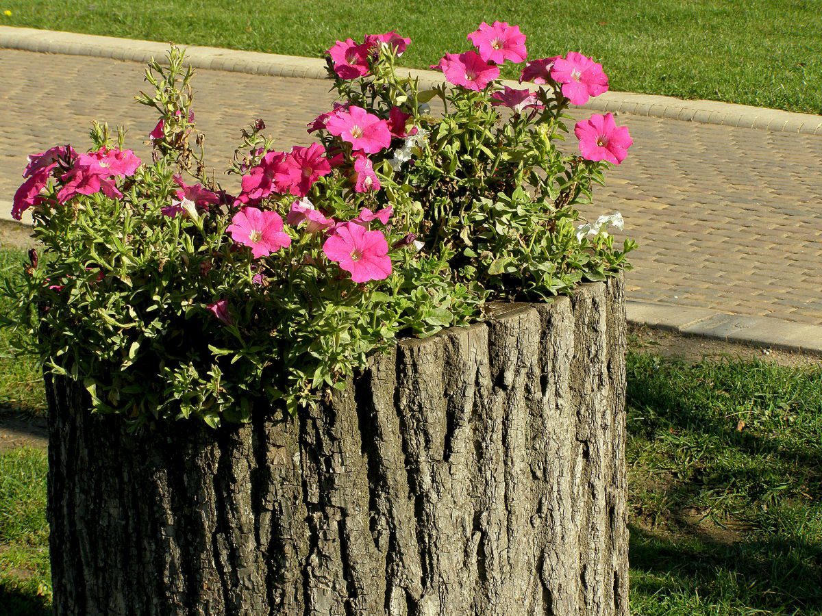 Експерти пояснили, як можна дати старому пеньку друге життя та що для цього потрібно