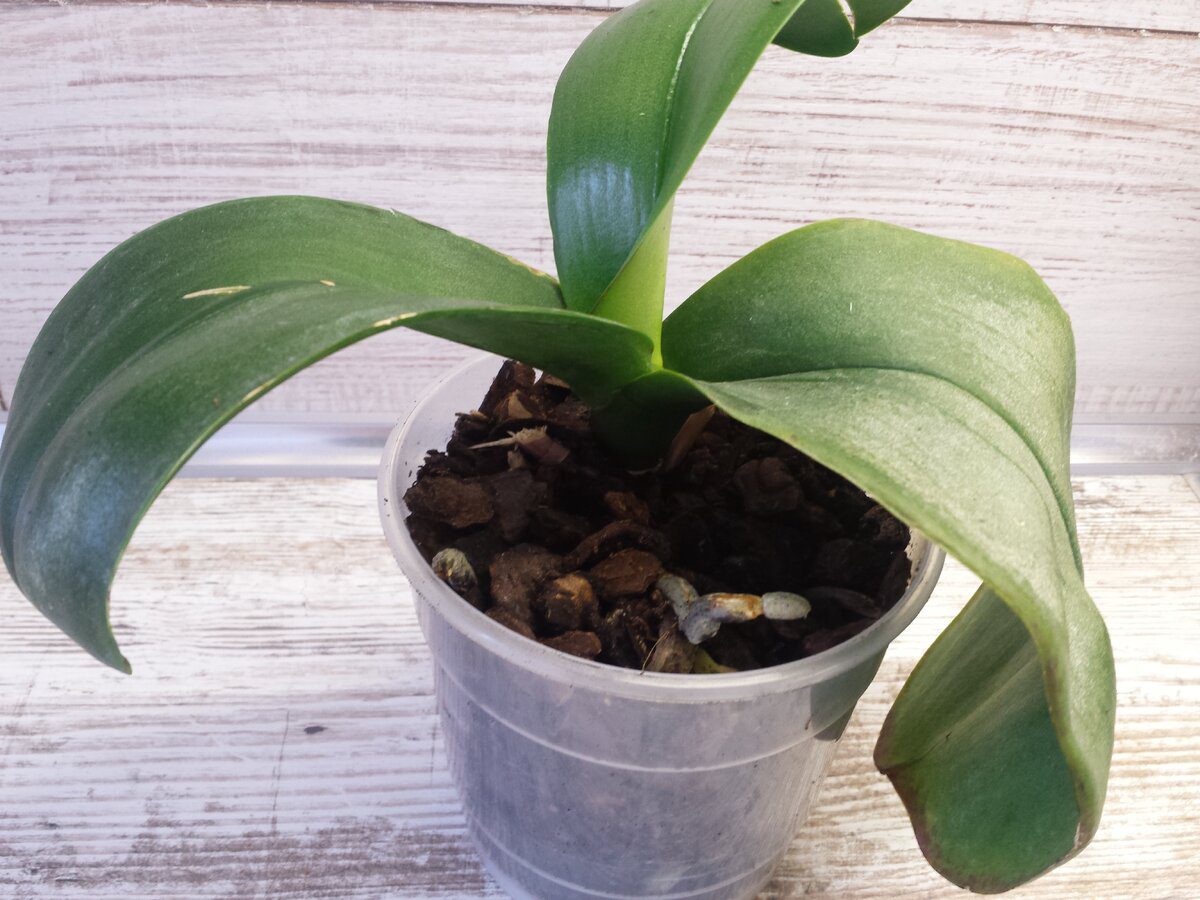 Квітникарі розповіли, як доглядати за орхідеєю для пишного та тривалого цвітіння квітки