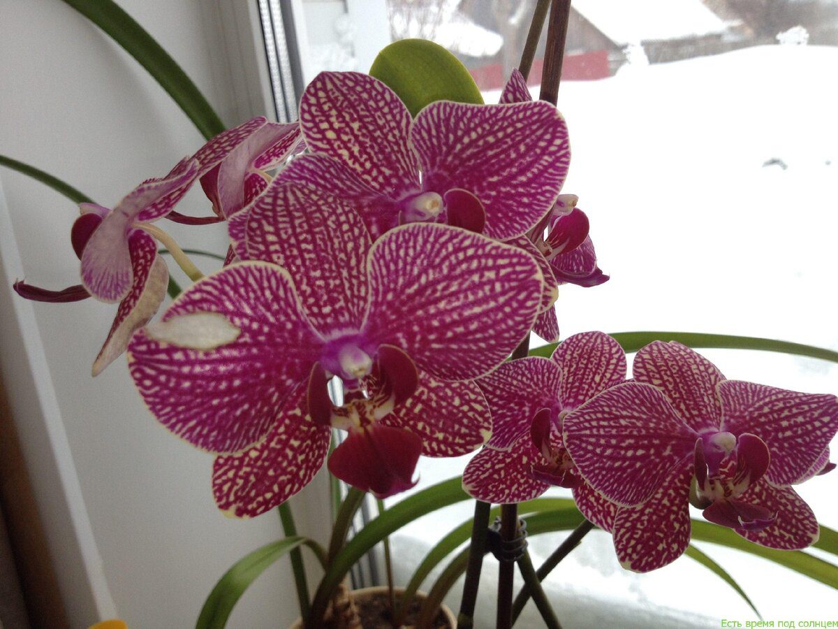 Експерти порадили підживлення для тривалого цвітіння орхідеї та красивих бутонів – рецепт