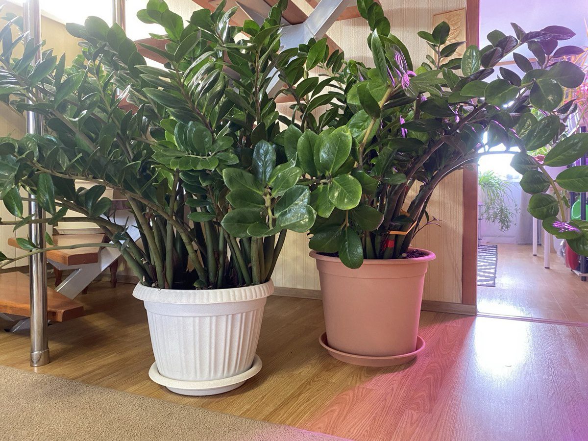 Садівники розповіли, як відновити виснажений заміокулькас простим і доступним способом