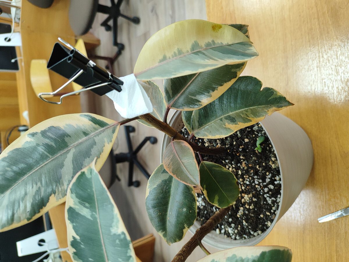 Квітникарі пояснили, як правильно удобрювати фікус для кращого росту та розвитку рослини