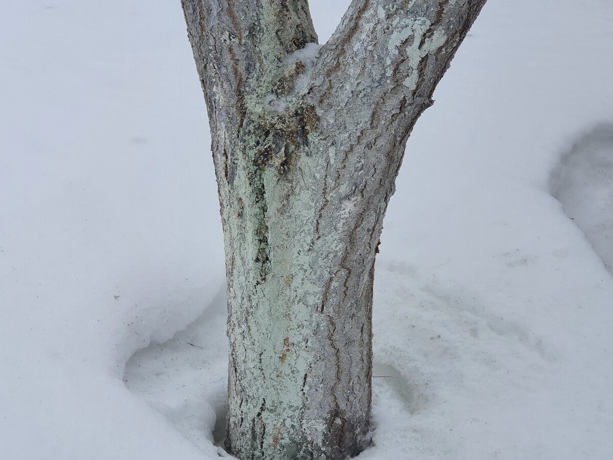 Експерти пояснили, який існує спосіб захисту дерев взимку, аби їхня кора в морози не тріскалась