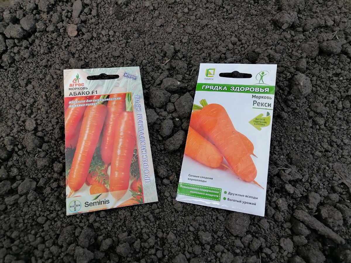 Експерти розповіли, коли правильно сіяти моркву на ділянці під зиму для щедрої врожайності