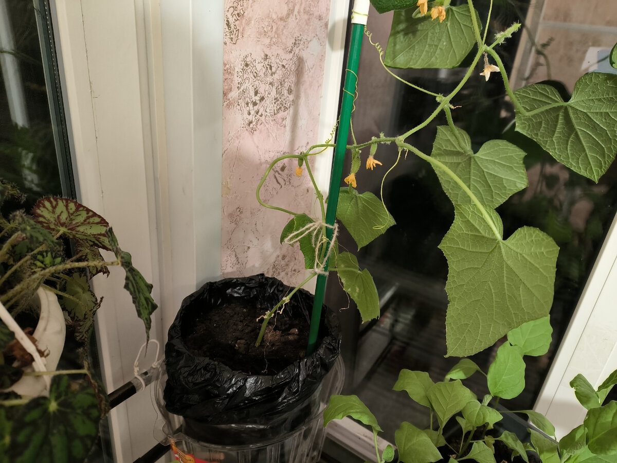 Експерти розповіли, який спосіб допоможе отримати щедрий урожай смачних огірків до Нового року