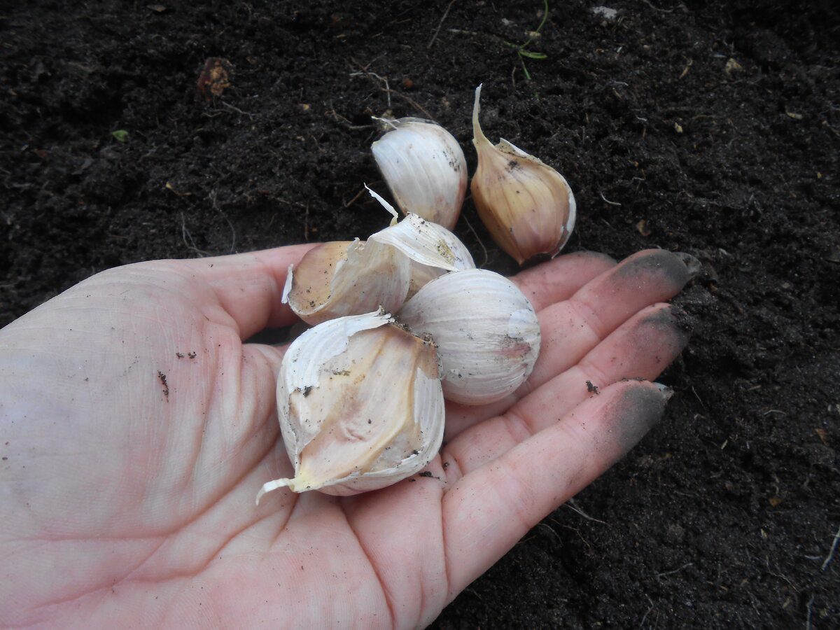 Експерти пояснили, як правильно висаджувати озимий часник, аби він дав щедрий урожай