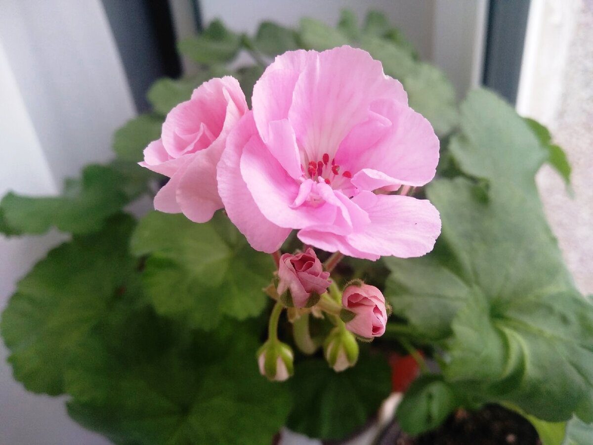 Садівники розповіли, як правильно підживлювати герань, якщо в неї пожовтіло листя