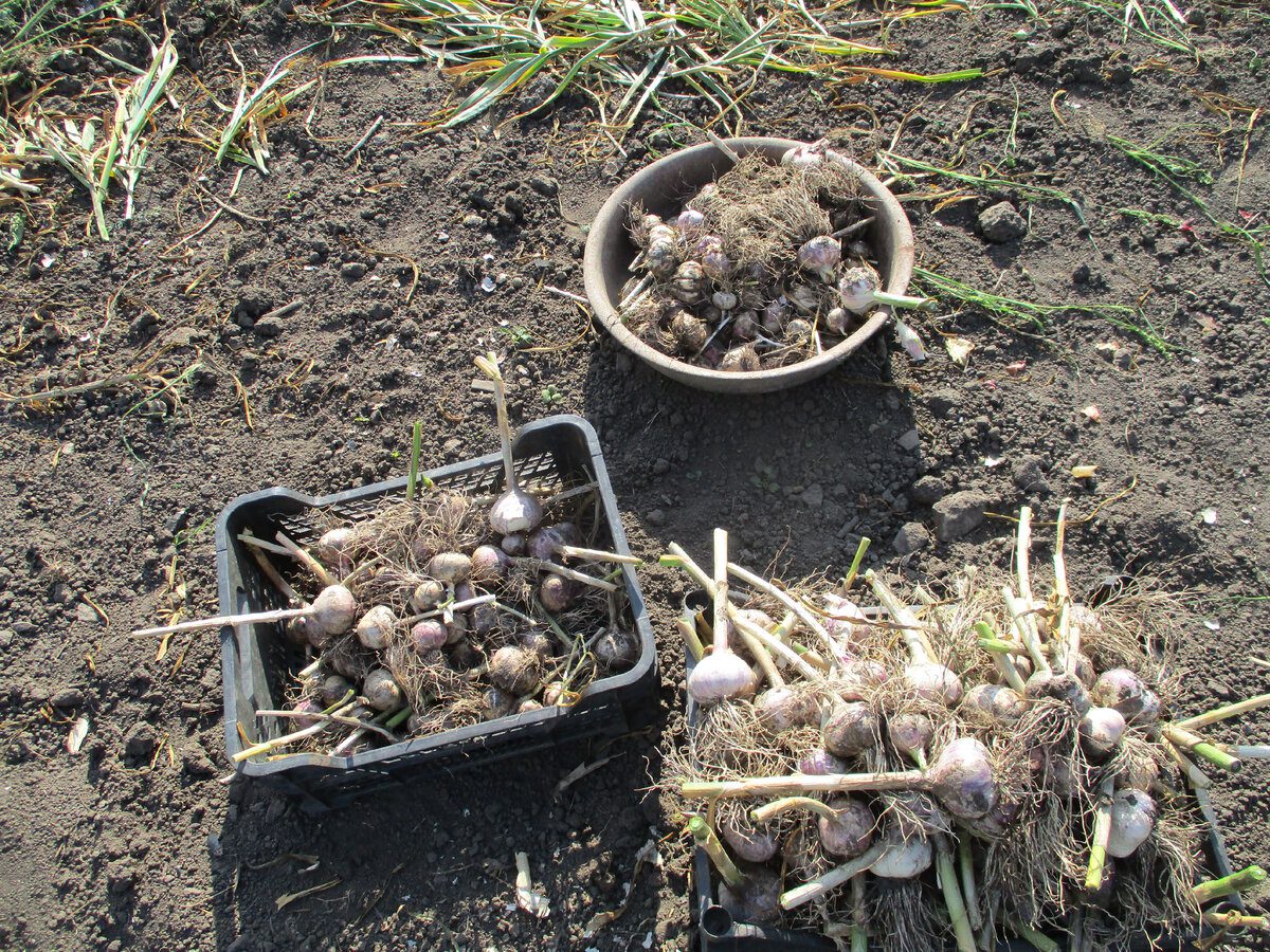 Експерти пояснили, як правильно висаджувати озимий часник, аби він дав щедрий урожай