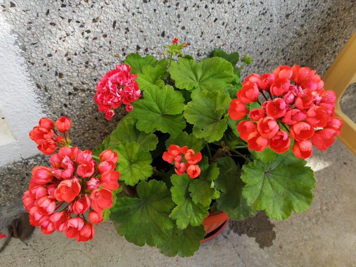 Експерти пояснили, як стимулювати цвітіння герані в домашніх умовах – корисні поради