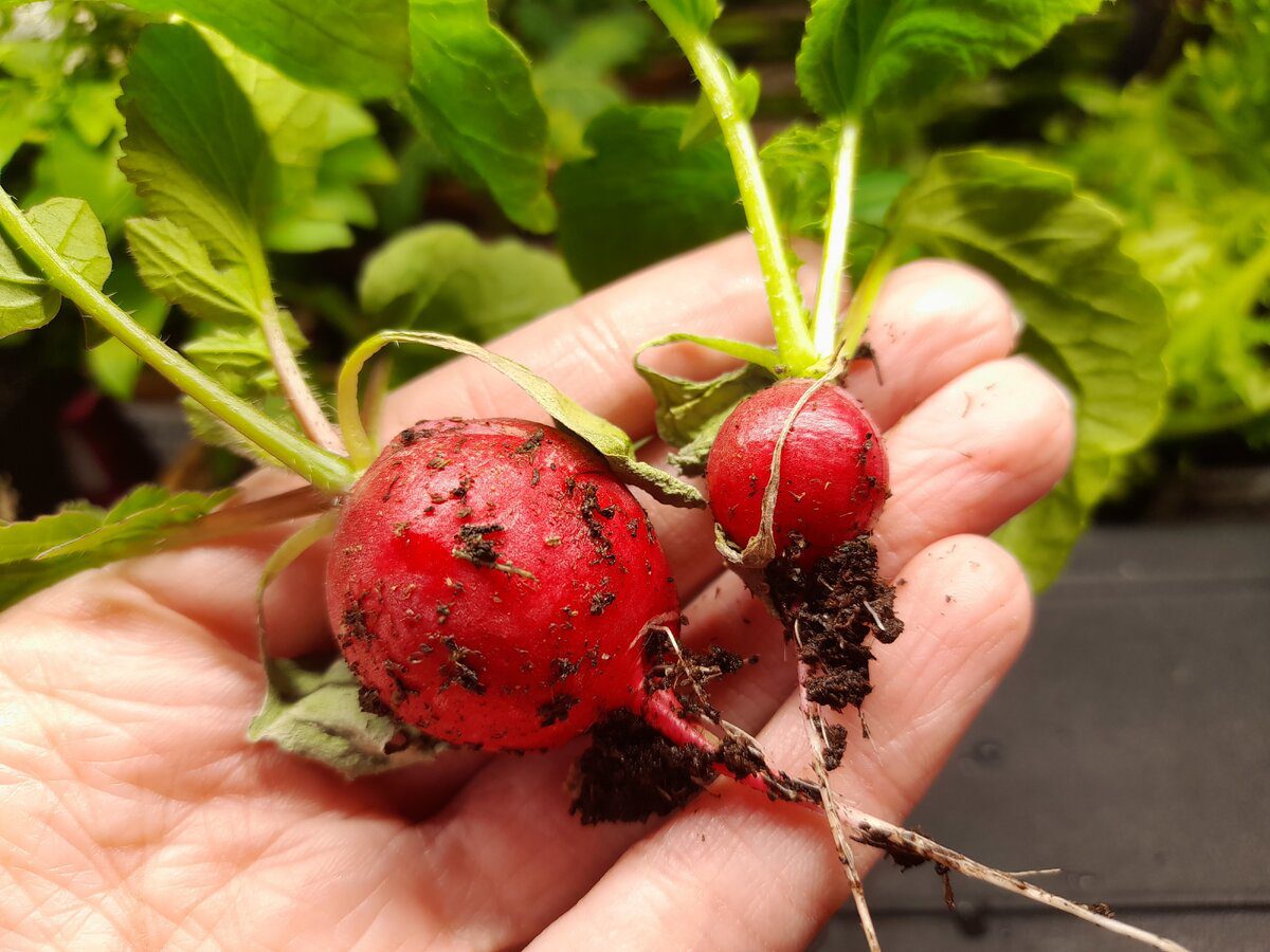 Експерти пояснили, як правильно висаджувати редиску під зиму, аби був щедрий і смачний урожай
