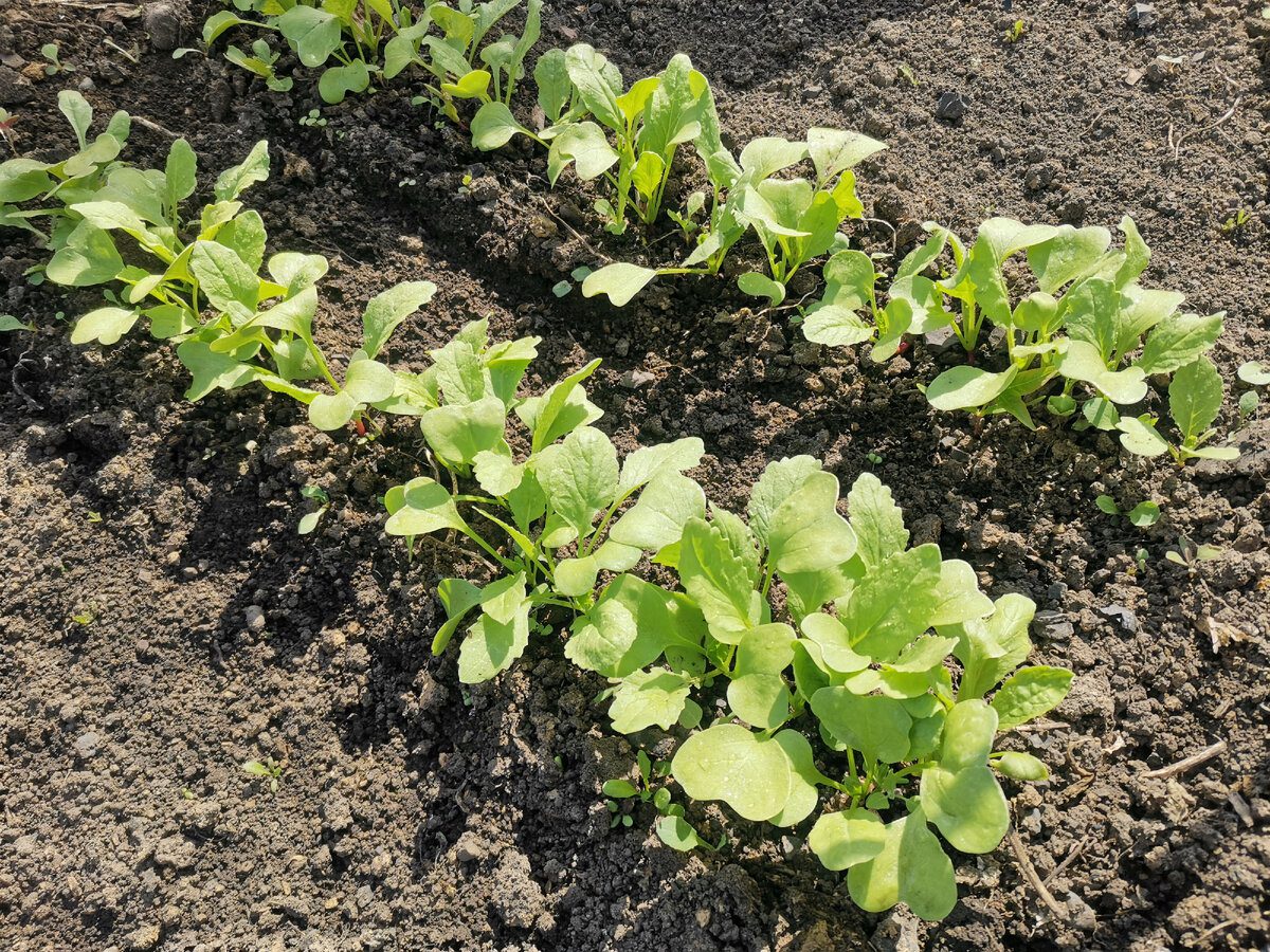 Експерти пояснили, як правильно висаджувати редиску під зиму, аби був щедрий і смачний урожай