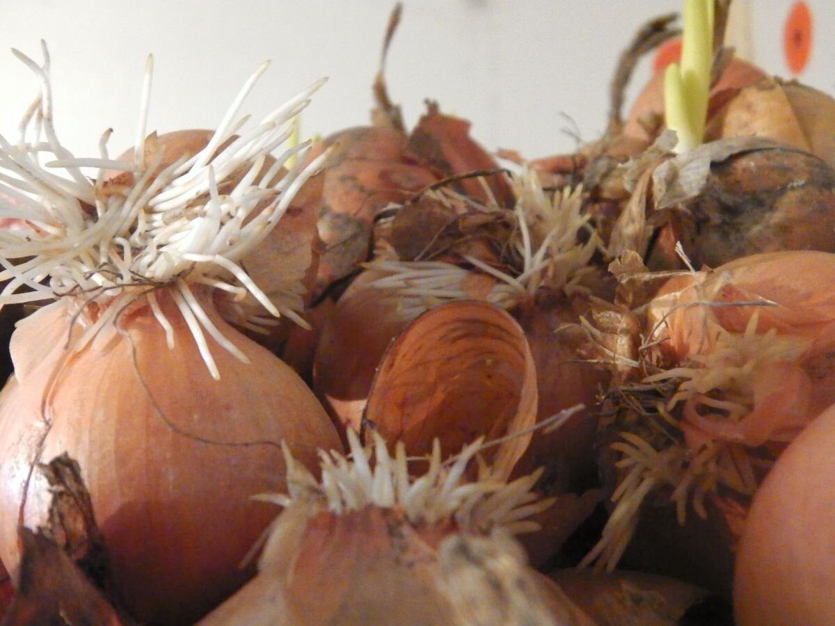 Експерти пояснили, як правильно зберігати цибулю взимку, аби вона довго не починала псуватись