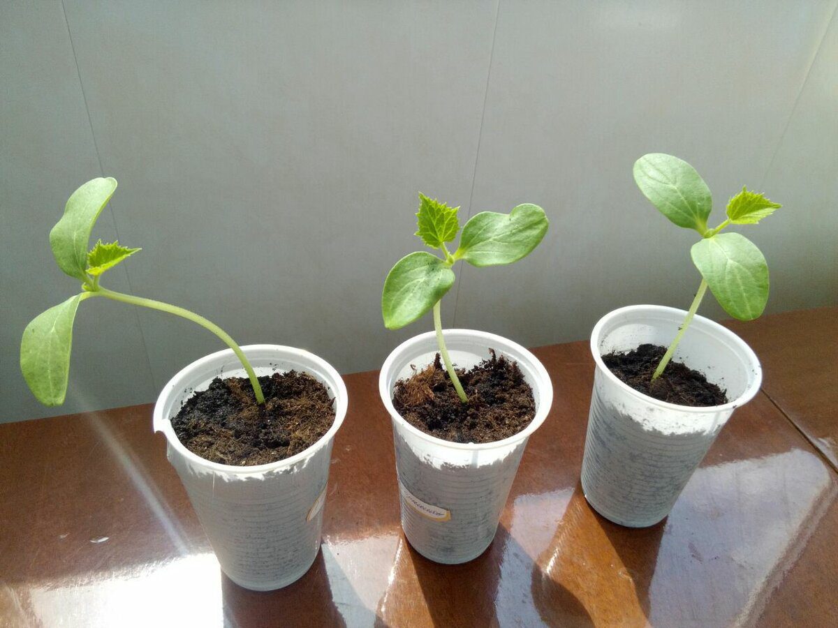 Городники розповіли, який сорт огірків вважають найкращим для вирощування розсади вдома