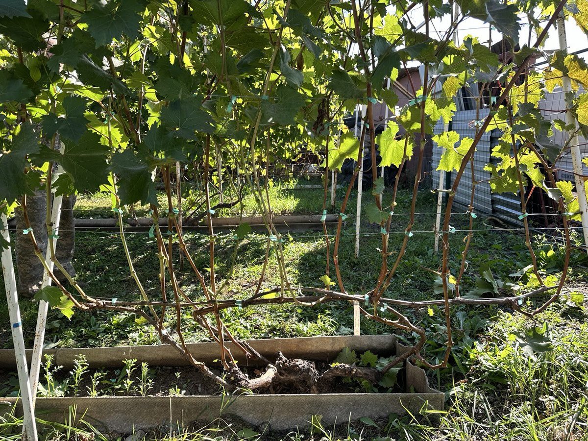 Садівники розповіли, як не можна укривати виноград на зиму, аби рослина не вимерзла в холоди
