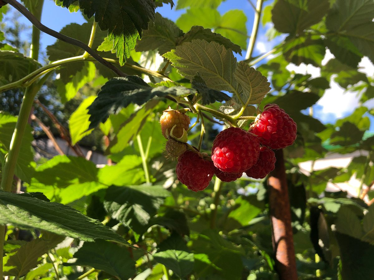 Садівники пояснили, як правильно готувати малину до зими для кращого та тривалішого цвітіння